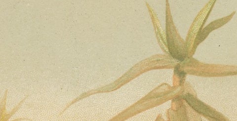 African Fennecs, Antique Desert Fox Chromolithograph, 1894, view 9