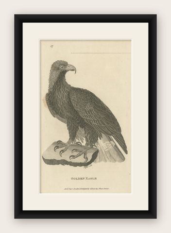 Antique Bird Print of the Golden Eagle by Kearsley, ca.1808, shown framed