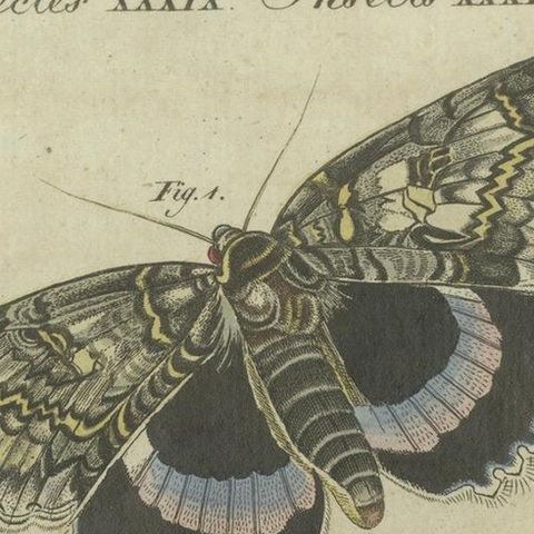 Vivid Lepidoptera: Hand-Colored 18th-Century Butterfly and Moth Studies, close-up 4