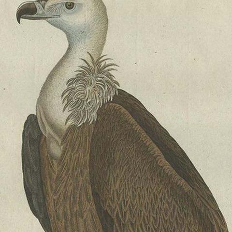 Antique Bird Print of a Vulture by Sepp & Nozeman, 1770, close-up 1