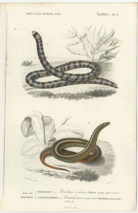 Set of 7 Antique Prints of an Egyptian Cobra and other Snakes and Reptiles, view 4