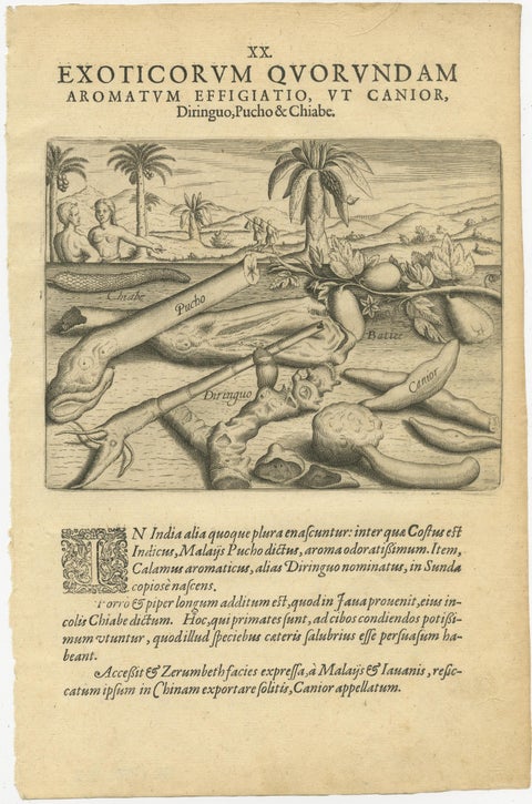De Bry Botanical Engravings, Cinnamon, Aloe & Aromatic Plants, c.1598, view 5