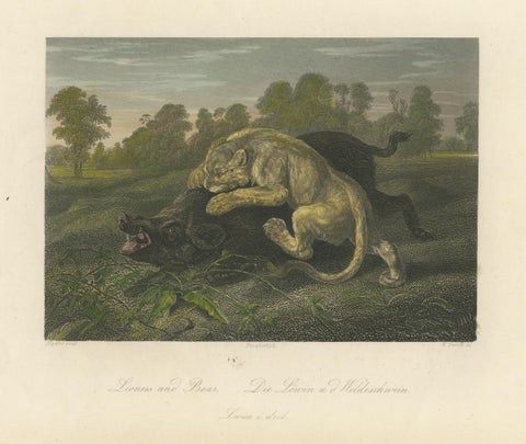 Original Steel Engraving of a Lioness and Boar, view 3