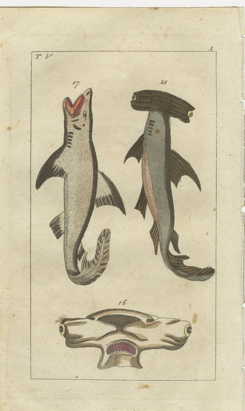 Set of 3 Antique Fish Prints, White Shark, Sawfish, Catshark, view 4