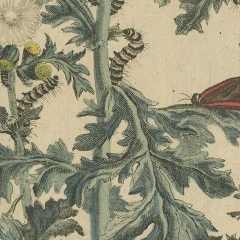 Rare and Beautiful Original Antique Print of Butterflies, 1774, close-up 2