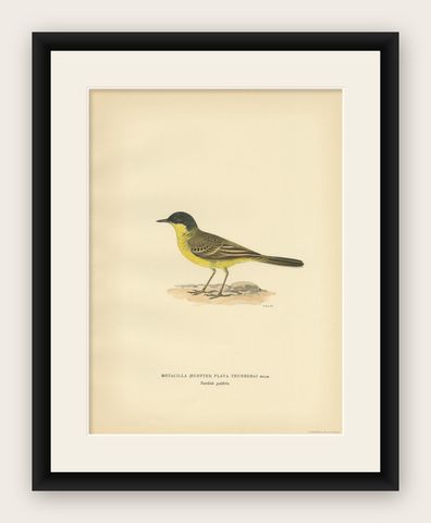 Antique Bird Print of The Western Yellow Wagtail, 1927, shown framed