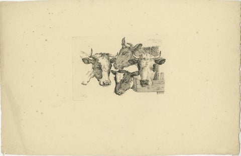 Etching of Four Cow Heads: Detailed Farm Animal Study by Oberman, 1809, view 2