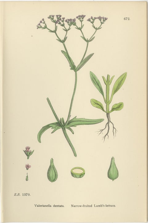 Set of 8 English Botanical Prints 1902, Teasel & Scabious, Sowerby, view 2