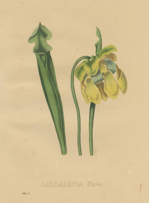 Antique Botanical Print of the Sarracenia Flava or Yellow Pitcherplant, view 3