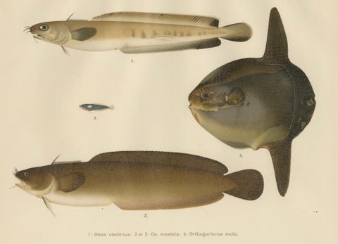 Ocean Sunfish and Scandinavian Blennies - Unique and Striking Fish Litho, 1895, close-up 5