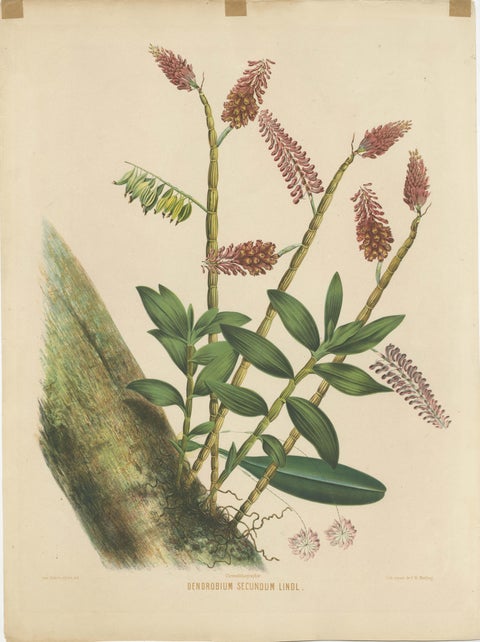 Orchid Splendor: Big Chromolithographic Legacy from the Dutch East Indies, 1854, view 2