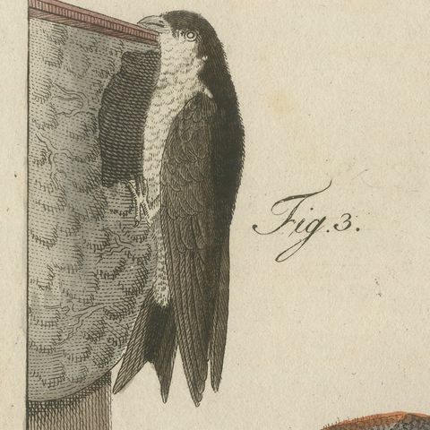 Swallows, Swifts and Nightjar, Antique Bertuch Print, circa 1805, close-up 5