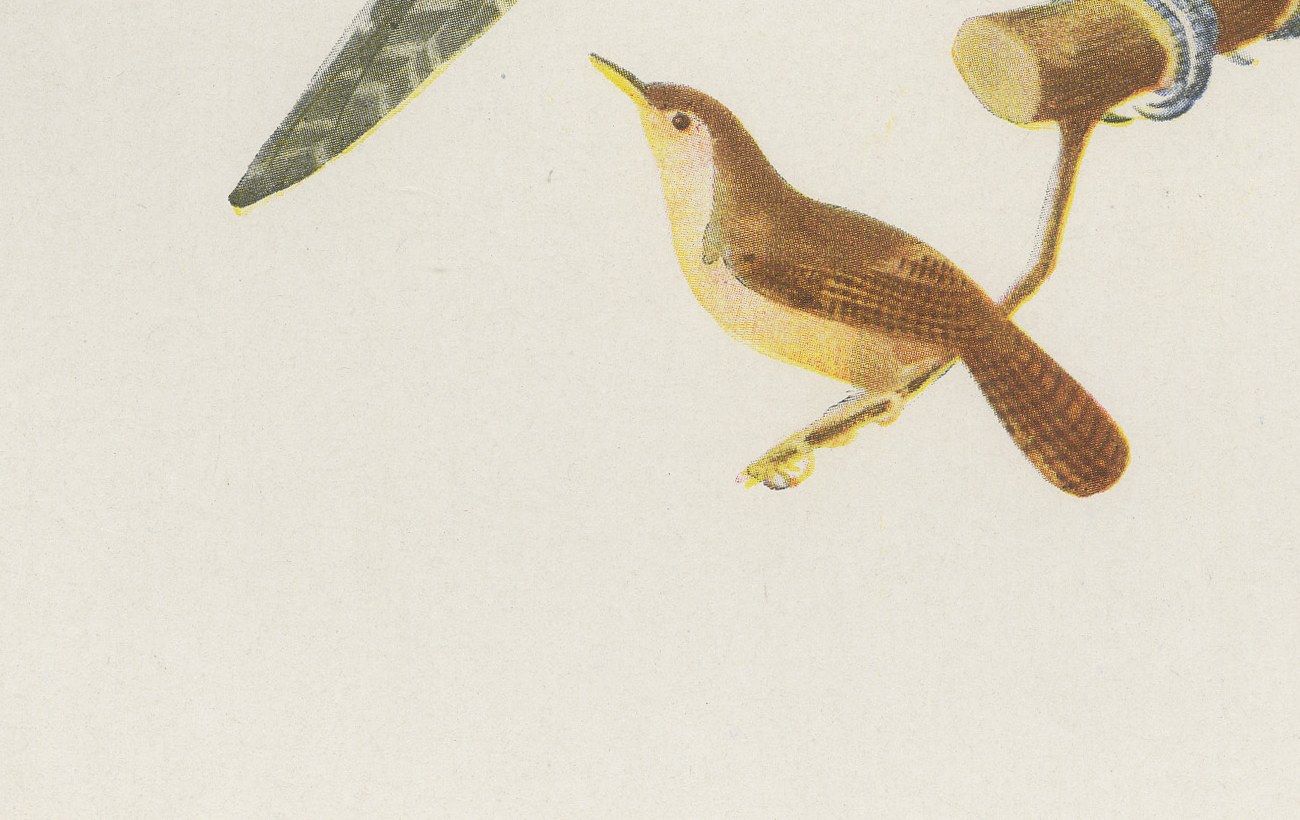 Cuckoos and Anis, Brazilian Bird Print, Descourtilz, 1944, view 5