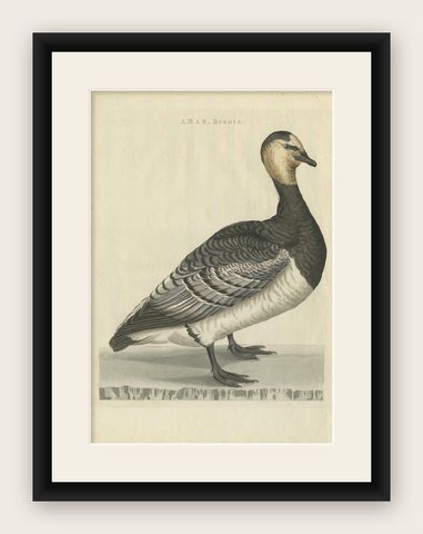 Anas, Brenta, Barnacle Goose from Nederlandsche Vogelen, 1797, shown framed
