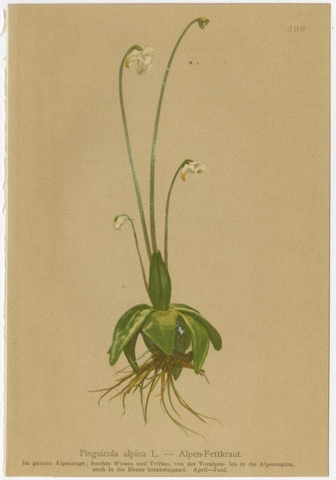 Antique Alpine Botanical Chromolithographs, Set of 4 Small Prints, Germany 1897, view 4