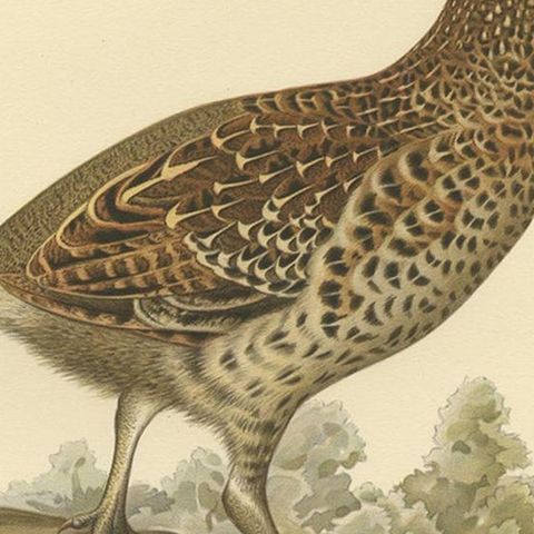 Vintage Bird Print of the Hazel Grouse 'Female' by Von Wright, 1929, close-up 2