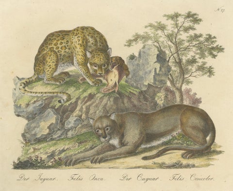 Antique Jaguar & Cougar Lithograph by Karl Joseph Brodtmann, 1816, close-up 1