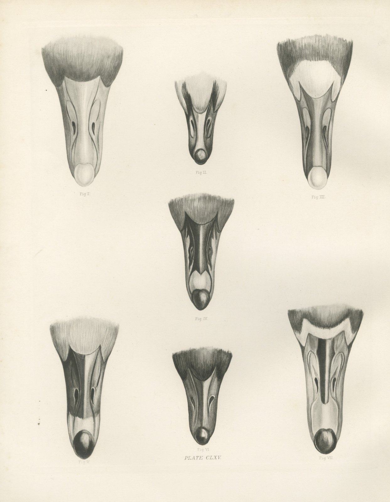 Bills of Seven Wild Geese Seen from Above after Lilian Medland, c. 1909
