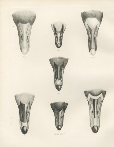 Bills of Seven Wild Geese Seen from Above after Lilian Medland, c. 1909