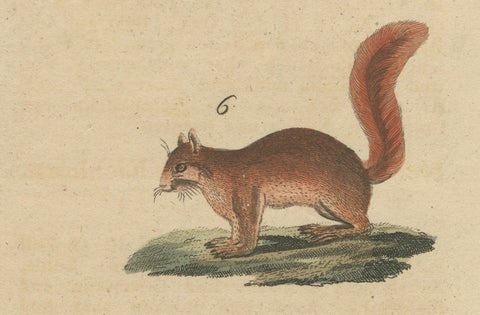 Antique Hand-Colored Engraving of Squirrels and Rodents, Quadrupeds - circa 1800, close-up 3