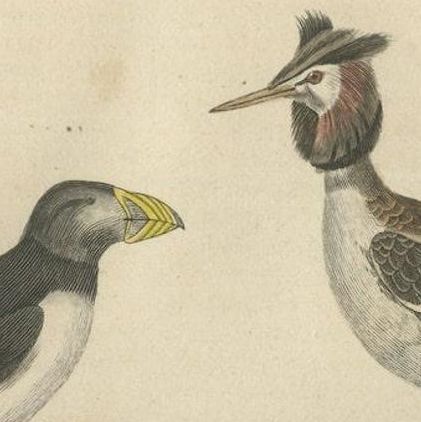 Original Print of Great Crested Grebe, Atlantic Puffin, King Penguin, Great Gull, close-up 1