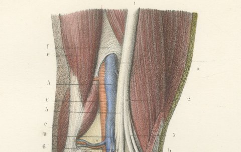 The Popliteal Region and the Calf, Antique Hirschfeld Anatomy Print, 1866, view 3