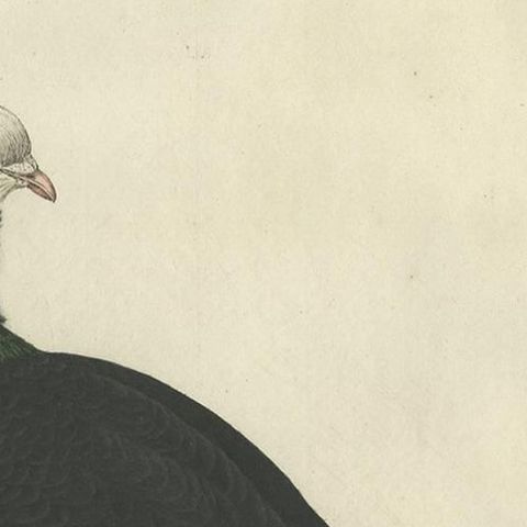 Antique Bird Print of the Jacobin Pigeon by Sepp & Nozeman, 1829, close-up 1