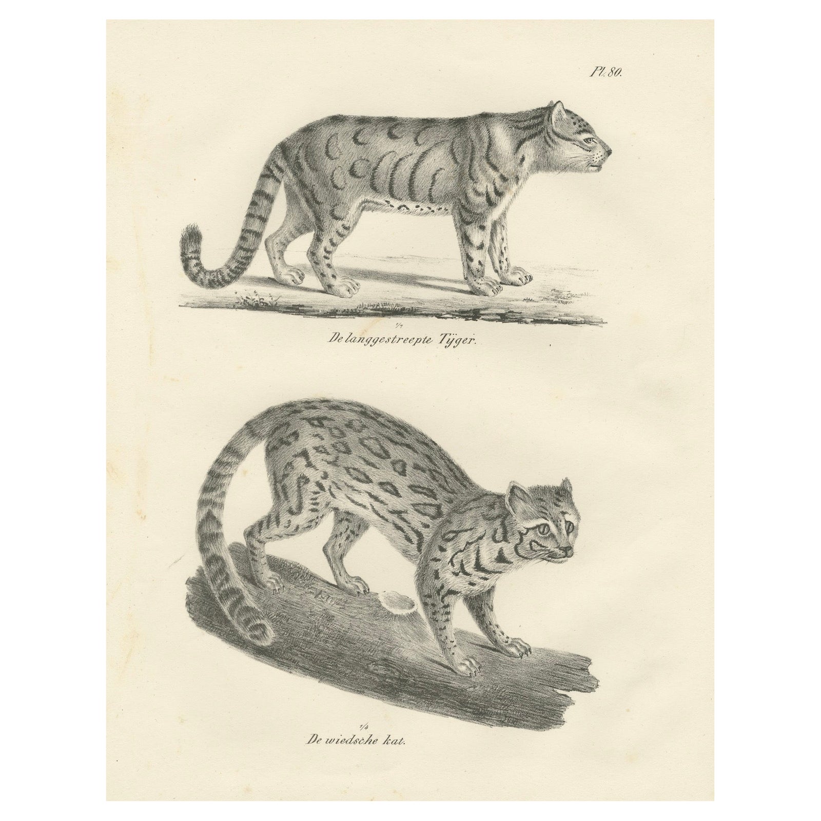 19th-Century Lithograph of the Long-Striped Tiger and Wild Asian Cat
