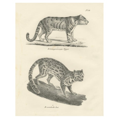 19th-Century Lithograph of the Long-Striped Tiger and Wild Asian Cat