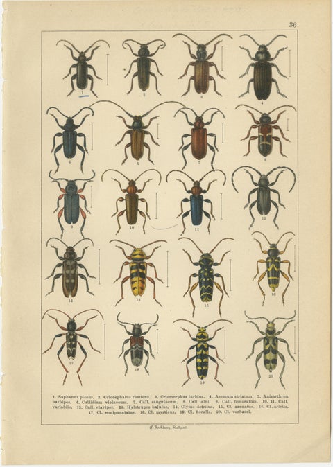 Antique Longhorn Beetle Chromolithographs, European Cerambycidae, Calwer 1893, view 5