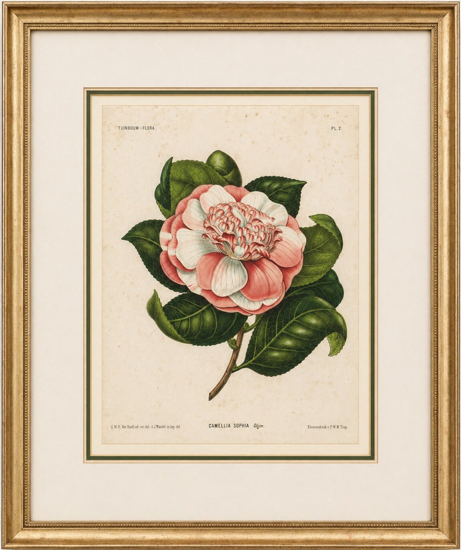 Antique Botanical Lithograph, Camellia Sophia, de Vriese, 1856
