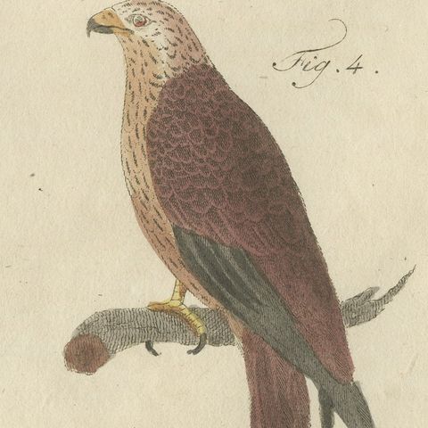 Falcons and Hawks including the Peregrine, Antique Bertuch Print, circa 1805, close-up 5