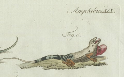 Original Antique Print of Five Exotic Lizards by Bertuch, 1802, close-up 3