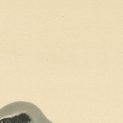 Antique Bird Print of the Great Grey Shrike by Von Wright, 1927, close-up 1