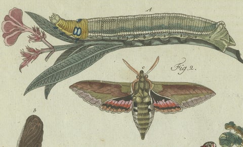 Unique Entomology Study - Hand-Colored Butterfly Prints Published in ca.1780, close-up 2