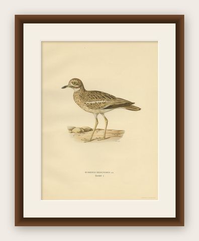 Antique Bird Print of the Eurasian Stone-Curlew by Von Wright, 1929, shown framed