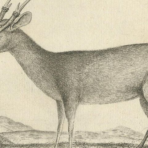 Antique Print of a Deer Species by Fritzsch, c.1780, close-up 2