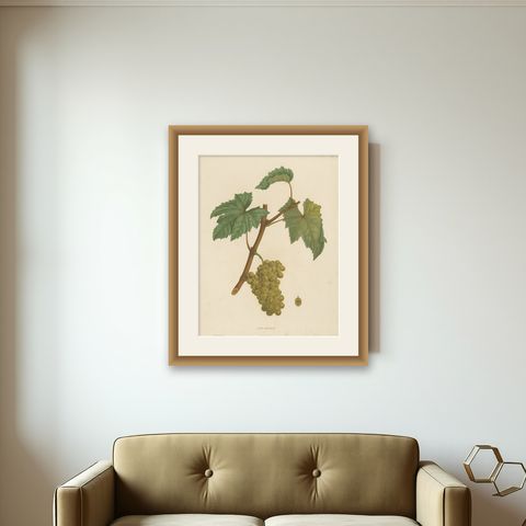 Rare Original Antique Lithograph of the Jouannen Grape Variety, 1890, shown framed on a wall