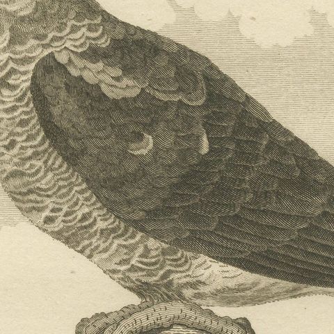 Original Antique Engraving of a Parrot Species, close-up 2