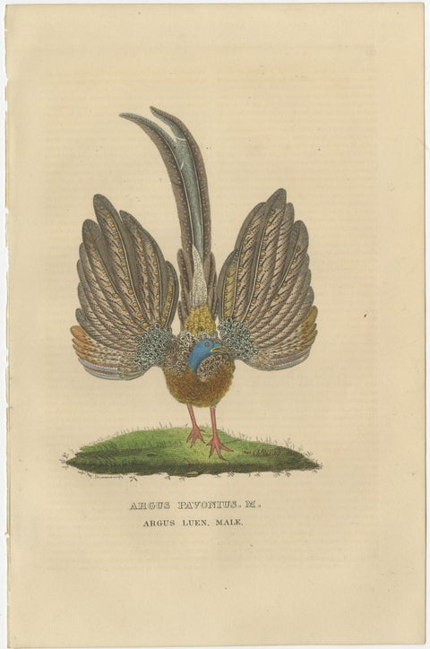 Stunning Decorative Old Hand-Colored Bird Print of a Pheasant, view 2