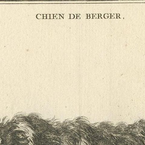 Antique Print of a Sheepdog by Fessard, 1819, close-up 1