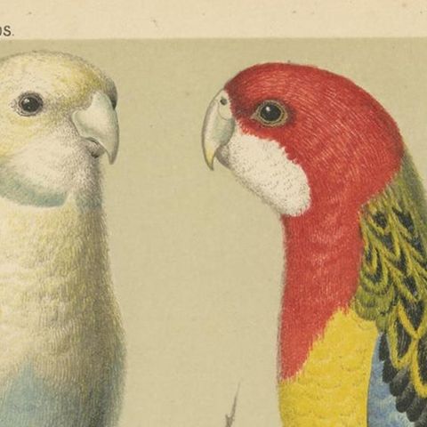 Antique Bird Print of Pale-Headed Rosella and Rosella Parrakeet, circa 1880, close-up 1