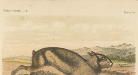 Sumatran Hare, Lepus Netscheri Schlegel, 19th Century Antique Lithograph, close-up 4