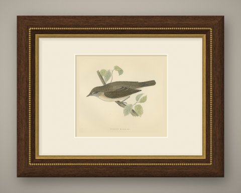 Garden Warbler on a Branch, Hand Colored Antique Bird Print, Morris, 1896, shown framed