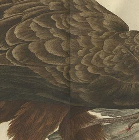 Antique Bird Print of the Western Marsh Harrier by Sepp & Nozeman, 1770, close-up 2