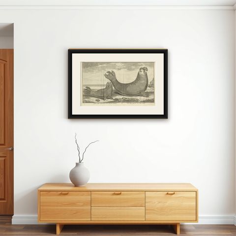 Marine Creatures in an Old Engraving: A Sea Lioness and a Sea Elephant, 1765, shown framed on a wall