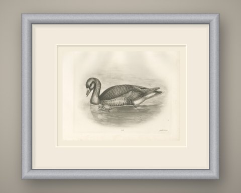 Gray Lag Goose Swimming with a Gosling, Plate CLIX after Lilian Medland, c. 1909, shown framed