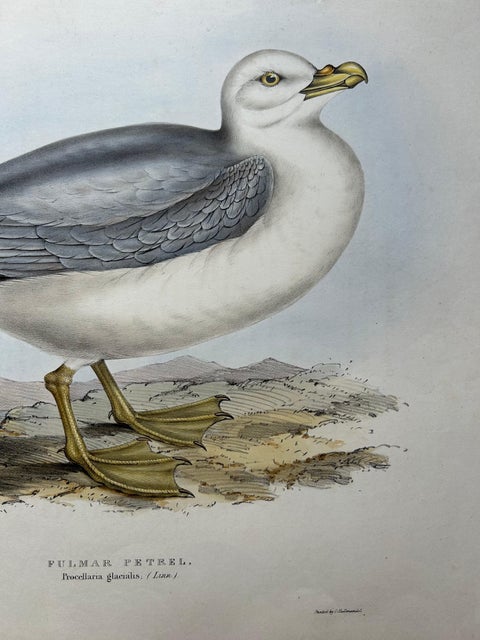 Fulmar Petrel, Antique Seabird Lithograph by John Gould, c.1832, view 5