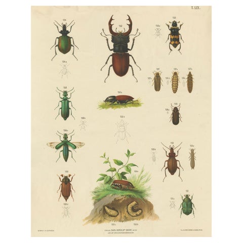 Large Antique Educational Poster of European Beetles and Larvae, c.1880