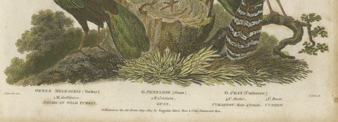 1811 Ornithology Gallinae Plate IV - Antique Poultry Print, close-up 4